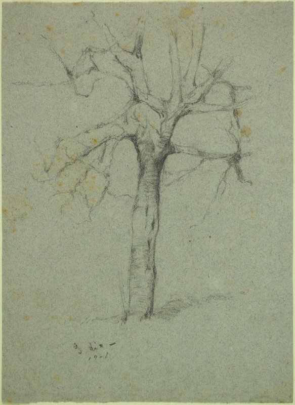 1901 - Albero